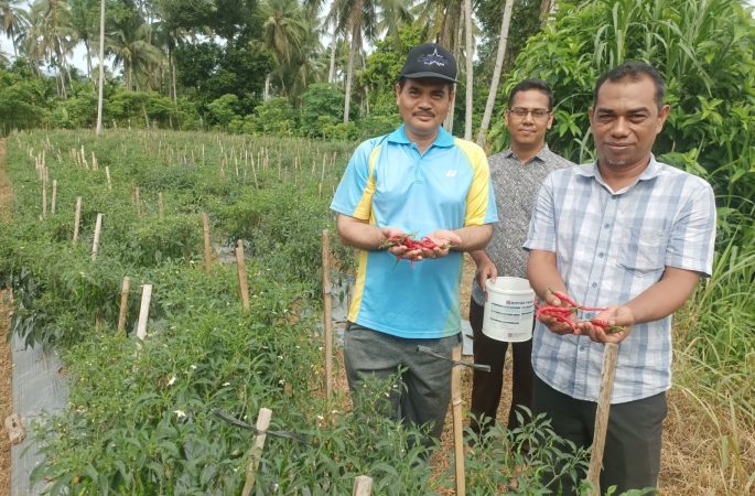 Berhasil Panen Cabai, Pemkab Aceh Besar Apresiasi Program Tanggap Inflasi Pemuda Hareukat Tani