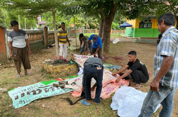 Rayakan Idul Adha 1445 H, MIN 45 Aceh Besar Sembelih 5 Ekor Hewan Qurban