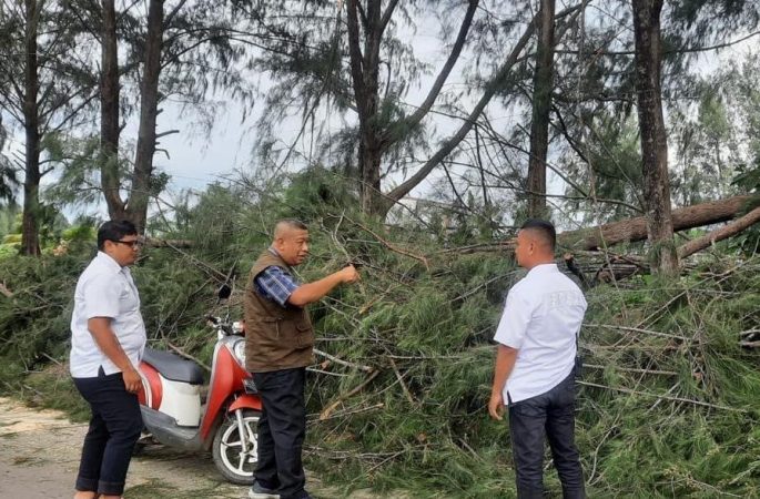 BPBD Banda Aceh Imbau Warga Kota Waspadai Pohon Tumbang