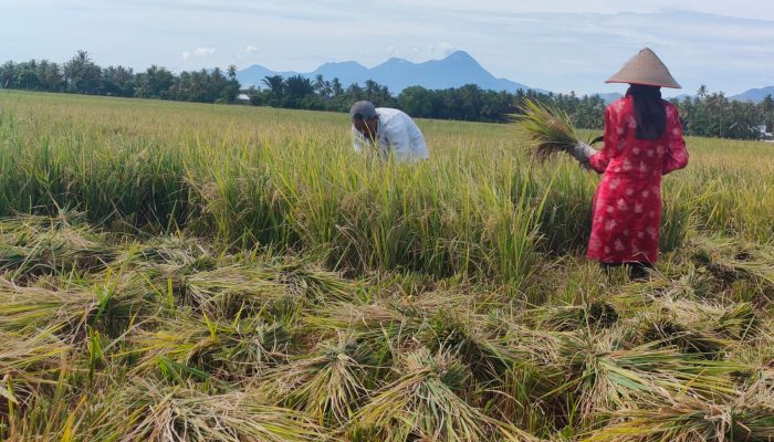 Harga Gabah Kering Rp 7000/Kg, Petani Aceh Besar Bersyukur