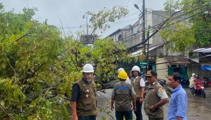 Hujan dan Angin Kencang, BPBD Minta Pengguna Jalan di Kota Banda Aceh Waspada Pohon Tumbang