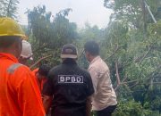 BPBD Banda Aceh Kerahkan 20 Personil Bersihkan Pohon Tumbang