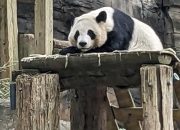AS Kirim Kembali Empat Ekor Panda Raksasa ke Tiongkok, Imbas Ketegangan Kedua Negara