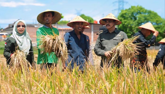 Aceh Besar Sukses Tingkatkan Produksi Padi Melalui PAT