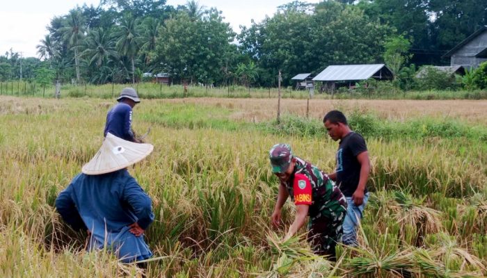 Babinsa Sertu Ratuki bersama Petani Panen Padi di Gampong Lon Asan