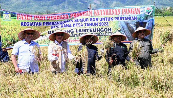 Wakili Pj Bupati, Asisten II Sekda Aceh Besar Panen Perdana Program Ketahanan Pangan 2024 di Gampong Lamteungoh