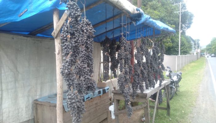 Buah Keranji yang Mulai Langka Kembali Dijual di Lhoknga