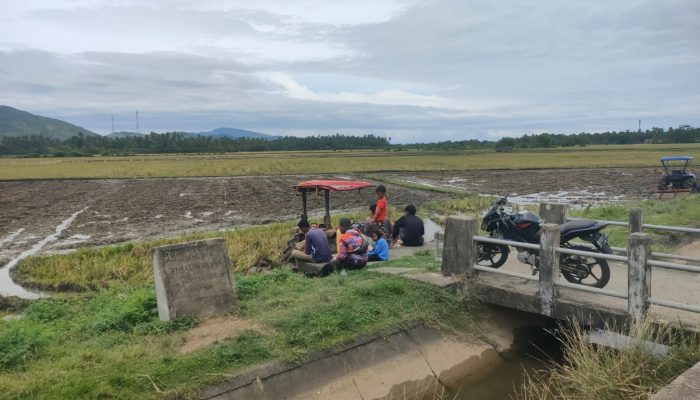 Petani Simpang Tiga Mulai Tahapan Tanam Rendeng Tahun 2024