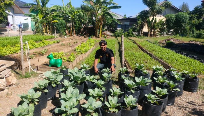 BPP Simpang Tiga Aceh Besar Studi Pemanfaatan Pekarangan Rumah untuk Sayur Organik