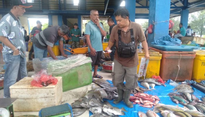 Harga Ikan Tongkol di TPI Lampulo Banda Aceh Anjlok