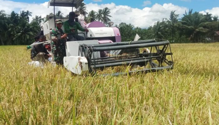 Babinsa Lamtamot Turun Tangan Dampingi Petani Panen Padi