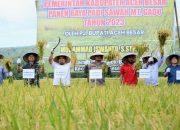 Harga Gabah Kering Panen Rp 6 Ribuan Per Kg, Hasil Produksi Padi Belum Optimal