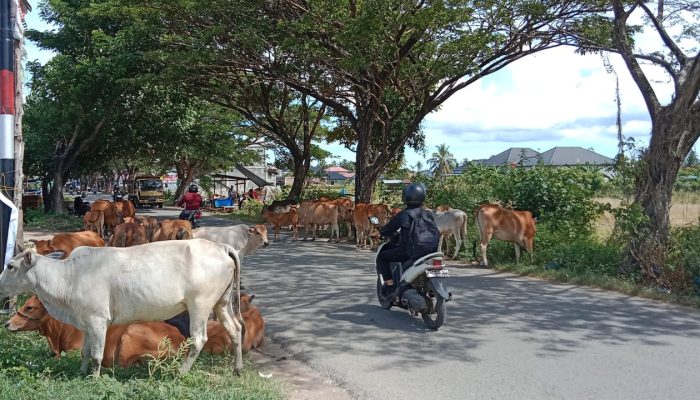 Kawanan Sapi Menganggu Pengguna Jalan Rel Kereta Apil Lambaro Aceh Besar