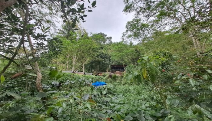 Seruput Si Hitam Sambil Wisata di Seladang Kopi