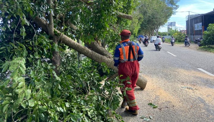 BPBD Aceh Besar Bersihkan Pohon Tumbang di Pasie Lamgarot