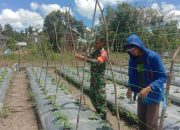 Perkuat Ketahanan Pangan, Babinsa Lamtamot Aktif Dampingi Perawatan Mentimun