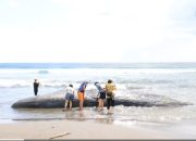 Tsunami Rusia Damparkan Paus Raksasa ke Daratan