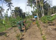 Dorong Produktivitas Pertanian, Babinsa Kuta Malaka Bantu Petani Rawat Tanaman Tumpang Sari