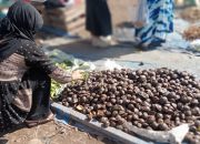 Mulai Musim, Jengkol Makin Disukai karena Berkhasiat