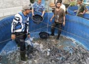 Panen Lele Bioflok Capai 359 Kg, Kadis DP2KP Banda Aceh: Bukti Nyata Ketahanan Pangan