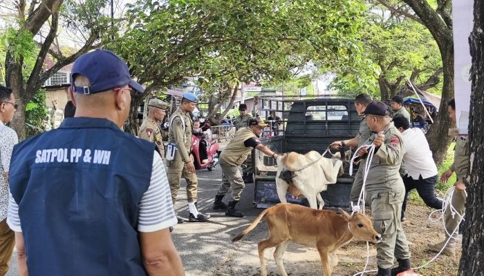 Tindaklanjuti Laporan Masyarakat, Satpol PP dan WH Aceh Besar Amankan Lima Sapi Berkeliaran di Ingin Jaya