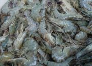 Proyek Tambak Raksasa Dikebut, Produksi Udang RI Bakal Tumpah Ruah