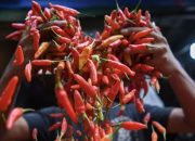 PIHPS Catat Harga Cabai Rawit Naik, Kini Rp 85.200 Per Kg
