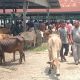 Pasar Hewan Sibreh Aceh Besar Dipadati Pembeli Jelang Idul Adha