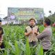 Kapolres Aceh Tengah Tinjau Perkembangan Tanaman Jagung Program Ketahanan Pangan