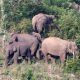 Gajah Liar Kembali Masuk ke Pemukiman Warga di Aceh Jaya