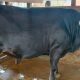 Sapi Berbobot 850 Kg di Biak, Terpilih Menjadi Sapi Bantuan Presiden