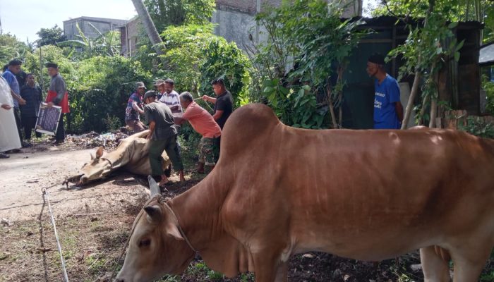 Gampong Leu Ue Kurban 13 Sapi dan 6 Kambing
