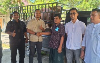 PT ANTAM Serahkan 4 Ekor Sapi Qurban untuk Masyarakat Aceh