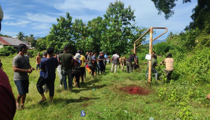 Gampong Sinyeu Sembelih 12 Lembu dan 1 Kambing pada Idul Adha 1447 H
