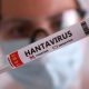 Israel Konfirmasi Kasus Hantavirus Pertama, Begini Gejalanya