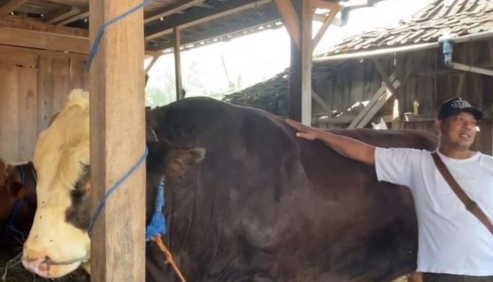 Dua Sapi Jumbo Asal Lamongan Dibeli Presiden untuk Hewan Kurban