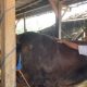 Dua Sapi Jumbo Asal Lamongan Dibeli Presiden untuk Hewan Kurban