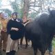 Wali Kota Banda Aceh Serahkan Sapi Kurban Bantuan Presiden Prabowo untuk Warga