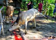 penyembelihan hewan kurban Udul Adha 147 H di Gampong Meunasah Manyang PA, Kecamatan Ingin Jaya Aceh Besar