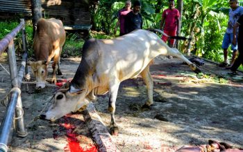 penyembelihan hewan kurban Udul Adha 147 H di Gampong Meunasah Manyang PA, Kecamatan Ingin Jaya Aceh Besar