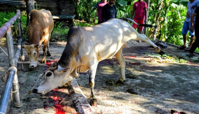 penyembelihan hewan kurban Udul Adha 147 H di Gampong Meunasah Manyang PA, Kecamatan Ingin Jaya Aceh Besar