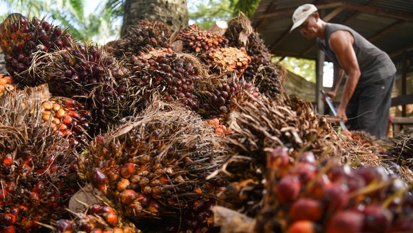 Harga Sawit Petani Anjlok, Kepala Daerah Diminta Turun Tangan