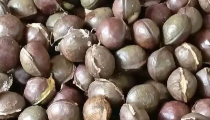 Tips Mengolah Jengkol dan Bebas Bau