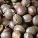 Tips Mengolah Jengkol dan Bebas Bau