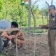 Satpol PP dan WH Aceh Jaya Lelang Ternak Hasil Penertiban, Warga Diberi Kesempatan Ikut Secara Terbuka
