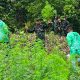 Kodim 0101/Kota Banda Aceh Temukan Ladang Ganja 2,5 Hektar di Pegunungan Indrapuri