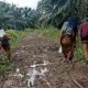 Jalan Rusak jadi Kendala Mobilitas Warga di Kuta Beringin Subulussalam
