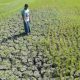 Sawah di Aceh Besar Mengering, Petani Khawatir Gagal Panen