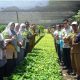 Sebelum Didistribusikan, ini Tahapan Bibit Kopi Arabika 3 di Aceh Tengah