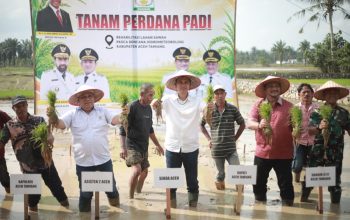 Sekda Aceh Pimpin Tanam Padi Perdana Pasca Bencana,